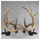 Whitetail Deer Antlers 12 Point Rack With Sticker Points Large Heavy Mass Wide Set - 148 3/4 + spread