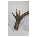 Whitetail Deer Antlers 12 Point Double Triple Crown Rack Heavy Mass Wide Set- approx 135 + Spread