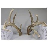Whitetail Deer Antlers 9 Point Rack 7x5 Set Heavy Mass Long Tines Character Rack - Combined (without spread): 135