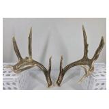 Whitetail Deer Antlers 10 Point Rack With Sticker Points Heavy Mass Wide Sweep - Combined (without spread): 125 1/2