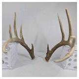 Whitetail Deer Antlers 10 Point Rack Heavy Mass Long Tines Character Pitted Bases - Combined (without spread): 122 1/4