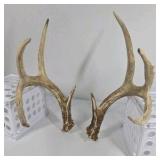 Whitetail Deer Antlers 10 Point Rack With Sticker Points Heavy Mass Wide Sweep - Combined (without spread): 125 1/2