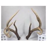 Whitetail Deer Antlers 10 Point Rack Heavy Mass Tall Beams Curved Tips - Combined (without spread): 122 1/2