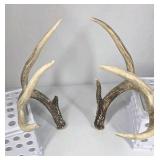 Whitetail Deer Antlers 8 Point Rack Tall Beams Moderate Mass Curved Frame - Combined (without spread): 110