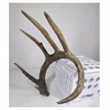 Whitetail Deer Antler 7 Point Side Heavy Mass Long Tines Sticker Point - Combined (without spread): 76 1/4
