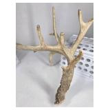 Whitetail Deer Antler 9 Point Side Heavy Mass Multi Tine Character - Combined (without spread): 74 1/4