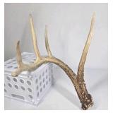 Whitetail Deer Antler 5 Point Side Long Beam Tall Brow Tine - Combined (without spread): 63 1/4