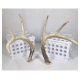 Lot of 2 Whitetail Deer Antler Sheds 4 Point Sides Long Beams - This is not a set