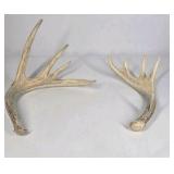 Lot of 2 Whitetail Deer Antler Sheds Palmation Heavy Beam Long Tines