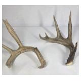 Lot of 2 Whitetail Deer Antler Sheds Long Beams Mixed Points Natural Character