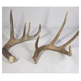 Lot of 2 Whitetail Deer Antler Sheds 5 Point & 4 Point Long Beams Curved Frame