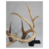 Whitetail Deer Antlers 12 Point Rack With Sticker Points Large Heavy Mass Wide Set - 148 3/4 + spread