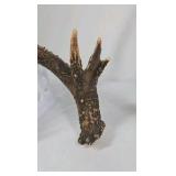 Whitetail Deer Antlers 12 Point Double Triple Crown Rack Heavy Mass Wide Set- approx 135 + Spread