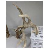 Whitetail Deer Antlers 9 Point Rack 7x5 Set Heavy Mass Long Tines Character Rack - Combined (without spread): 135