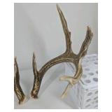 Whitetail Deer Antlers 10 Point Rack With Sticker Points Heavy Mass Wide Sweep - Combined (without spread): 125 1/2