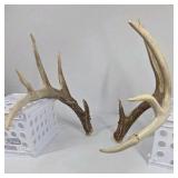 Whitetail Deer Antlers 10 Point Rack Heavy Mass Long Tines Character Pitted Bases - Combined (without spread): 122 1/4