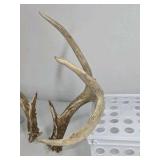 Whitetail Deer Antlers 10 Point Rack With Sticker Points Heavy Mass Wide Sweep - Combined (without spread): 125 1/2