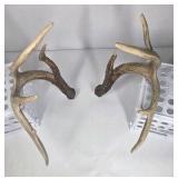 Whitetail Deer Antlers 10 Point Rack Heavy Mass Tall Beams Curved Tips - Combined (without spread): 122 1/2