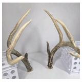 Whitetail Deer Antlers 8 Point Rack Tall Beams Moderate Mass Curved Frame - Combined (without spread): 110