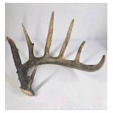 Whitetail Deer Antler 7 Point Side Heavy Mass Long Tines Sticker Point - Combined (without spread): 76 1/4