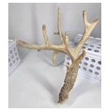Whitetail Deer Antler 9 Point Side Heavy Mass Multi Tine Character - Combined (without spread): 74 1/4