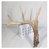 Whitetail Deer Antler 5 Point Side Long Beam Tall Brow Tine - Combined (without spread): 63 1/4