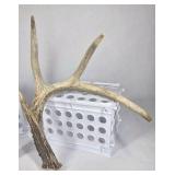 Lot of 2 Whitetail Deer Antler Sheds 4 Point Sides Long Beams - This is not a set