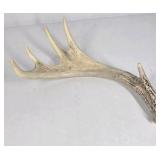 Lot of 2 Whitetail Deer Antler Sheds Palmation Heavy Beam Long Tines