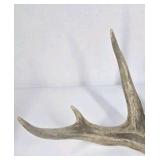 Lot of 2 Whitetail Deer Antler Sheds Long Beams Mixed Points Natural Character