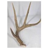 Lot of 2 Whitetail Deer Antler Sheds 5 Point & 4 Point Long Beams Curved Frame
