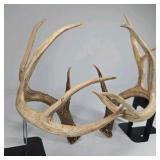Whitetail Deer Antlers 12 Point Rack With Sticker Points Large Heavy Mass Wide Set - 148 3/4 + spread