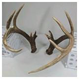 Whitetail Deer Antlers 12 Point Double Triple Crown Rack Heavy Mass Wide Set- approx 135 + Spread