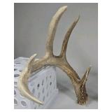 Whitetail Deer Antlers 9 Point Rack 7x5 Set Heavy Mass Long Tines Character Rack - Combined (without spread): 135