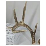 Whitetail Deer Antlers 10 Point Rack With Sticker Points Heavy Mass Wide Sweep - Combined (without spread): 125 1/2