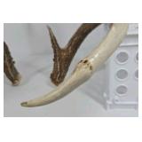Whitetail Deer Antlers 10 Point Rack Heavy Mass Long Tines Character Pitted Bases - Combined (without spread): 122 1/4