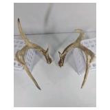 Whitetail Deer Antlers 10 Point Rack With Sticker Points Heavy Mass Wide Sweep - Combined (without spread): 125 1/2