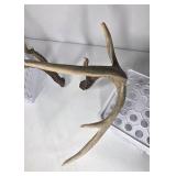 Whitetail Deer Antlers 10 Point Rack Heavy Mass Tall Beams Curved Tips - Combined (without spread): 122 1/2