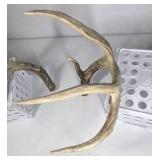 Whitetail Deer Antlers 8 Point Rack Tall Beams Moderate Mass Curved Frame - Combined (without spread): 110