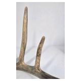 Whitetail Deer Antler 7 Point Side Heavy Mass Long Tines Sticker Point - Combined (without spread): 76 1/4