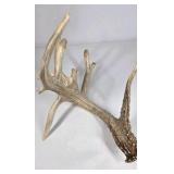 Whitetail Deer Antler 9 Point Side Heavy Mass Multi Tine Character - Combined (without spread): 74 1/4
