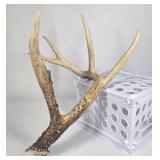 Whitetail Deer Antler 5 Point Side Long Beam Tall Brow Tine - Combined (without spread): 63 1/4