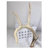 Lot of 2 Whitetail Deer Antler Sheds 4 Point Sides Long Beams - This is not a set