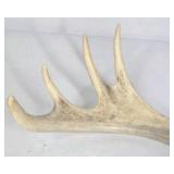 Lot of 2 Whitetail Deer Antler Sheds Palmation Heavy Beam Long Tines