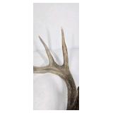 Lot of 2 Whitetail Deer Antler Sheds Long Beams Mixed Points Natural Character