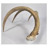 Lot of 2 Whitetail Deer Antler Sheds 5 Point & 4 Point Long Beams Curved Frame
