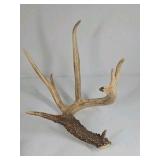 Whitetail Deer Antlers 12 Point Rack With Sticker Points Large Heavy Mass Wide Set - 148 3/4 + spread