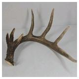 Whitetail Deer Antlers 12 Point Double Triple Crown Rack Heavy Mass Wide Set- approx 135 + Spread