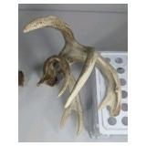 Whitetail Deer Antlers 9 Point Rack 7x5 Set Heavy Mass Long Tines Character Rack - Combined (without spread): 135
