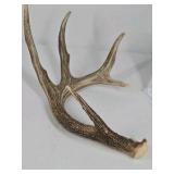 Whitetail Deer Antlers 10 Point Rack With Sticker Points Heavy Mass Wide Sweep - Combined (without spread): 125 1/2