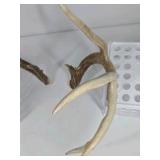 Whitetail Deer Antlers 10 Point Rack Heavy Mass Long Tines Character Pitted Bases - Combined (without spread): 122 1/4